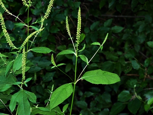 {Ambrosia trifida}